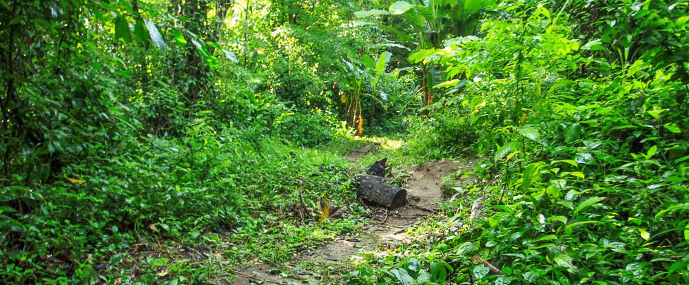 carara national park secondary forest 
 - Costa Rica