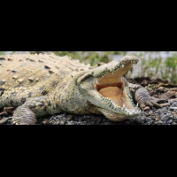 crocodile safari tour american croc 
 - Costa Rica