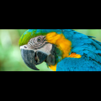 scarlet macaw waterfallgardens
 - Costa Rica