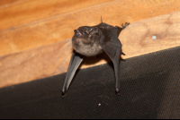        Bat On A Wall
  - Costa Rica