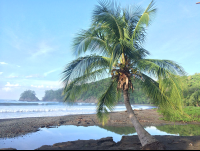        punta islita palms 
  - Costa Rica