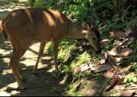        rancho margot deer 
  - Costa Rica
