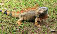        anhinga lodge green iguana 
  - Costa Rica