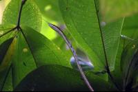        Tirimbina Vine Snake
  - Costa Rica