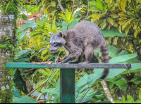        Racoon Eating A Banana
  - Costa Rica