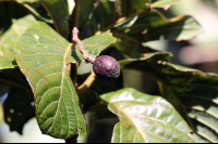        curi cancha wild avocado 
  - Costa Rica