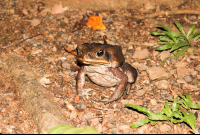        Toad Las Caletas Night Hike
  - Costa Rica