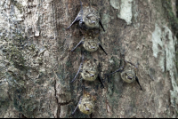        penas blancas long nose bats 
  - Costa Rica