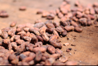        tirimbina drying cocoa beans 
  - Costa Rica