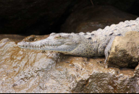       crocodile safari tour young croc 
  - Costa Rica