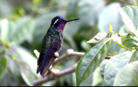        curi cancha purple throated mountain gem 
  - Costa Rica