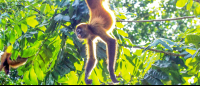        tortuguero all inclusive tour page spider monkey 
  - Costa Rica