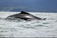        ballena aventura tour whale 
  - Costa Rica