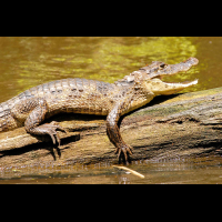        caiman tortuguero 
  - Costa Rica