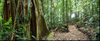        curi cancha cloud forest 
  - Costa Rica