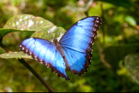        Blue Butterfly Perched On A Leaf Waterfallgardens
  - Costa Rica