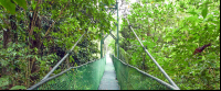        Tirimbina Suspennsion Bridge
  - Costa Rica