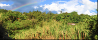        trapiche tour sugar cane field 
  - Costa Rica