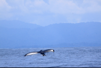        cano island reserve tail 
  - Costa Rica
