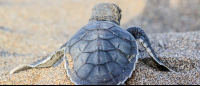       tortuguero all inclusive tour page baby turtle 
  - Costa Rica