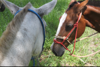        horses in love puntaislita 
  - Costa Rica