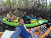        whale tail kayak tour mangrove 
  - Costa Rica