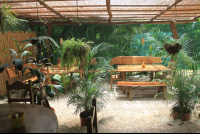        hanging plants over tables tierra y fuego 
  - Costa Rica