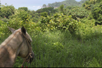        horse overlooking puntaislita 
  - Costa Rica