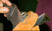        False Vampire Bat Tirimbina Bat Program
  - Costa Rica