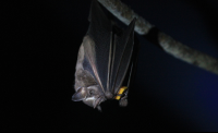        bat jungle bat eating 
  - Costa Rica