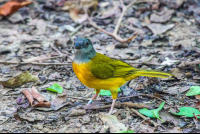       Yellow Bird Eating Ants
  - Costa Rica