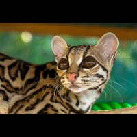        margay profile view selva reserve carillo
  - Costa Rica