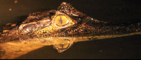        tortuguero all inclusive tour page caiman 
  - Costa Rica