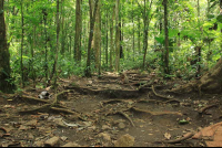        tenorio national park roots 
  - Costa Rica