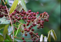        curi cancha wild blackberries 
  - Costa Rica