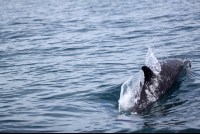        dominical surf dive snorkel dolphin  
  - Costa Rica