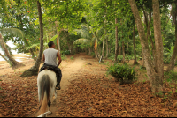        terraventuras beach horseback ride almond leaves 
  - Costa Rica