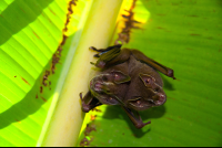        Tent Making Bats Tortuguero  Edit
  - Costa Rica