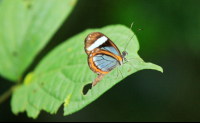        pocosol glass wing butterfly 
  - Costa Rica