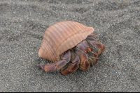       hermit crab on the sand at sirena ranger station corcovado national park 
  - Costa Rica
