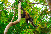        Howler Monkey Moving Through Branches Puerto Viejo
  - Costa Rica