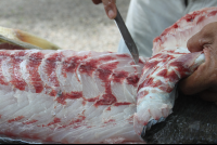        fresh carved seabass colochos 
  - Costa Rica