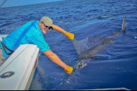        Fisherman Touching His Catch Of The Day To Release
  - Costa Rica