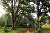        pizote lodge chilamate trees 
  - Costa Rica