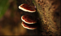        Tirimbina Flora
  - Costa Rica