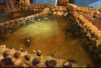        robertos restaurant lobster tank 
  - Costa Rica