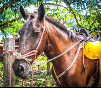        Horse Face Close Up Horseback Riding Rappelling Rancho Tropical Matapalo Costa Rica
  - Costa Rica