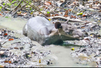       tapir sirena ranger station corcovado national park 
  - Costa Rica