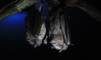        bat jungle bat pair 
  - Costa Rica