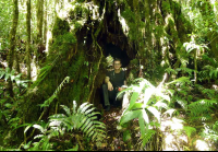        santa elena inside a tree 
  - Costa Rica